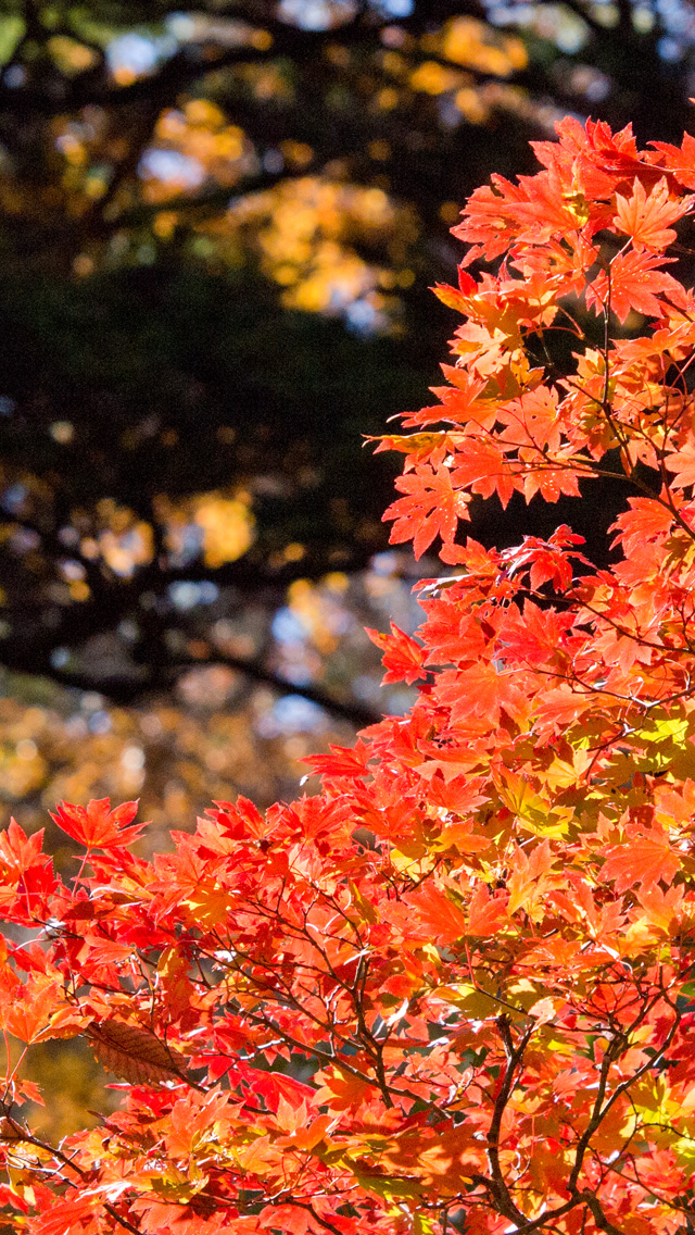 秋の紅葉　紅葉　スマートフォン壁紙