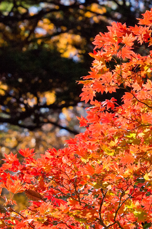 秋の紅葉　紅葉　スマートフォン壁紙