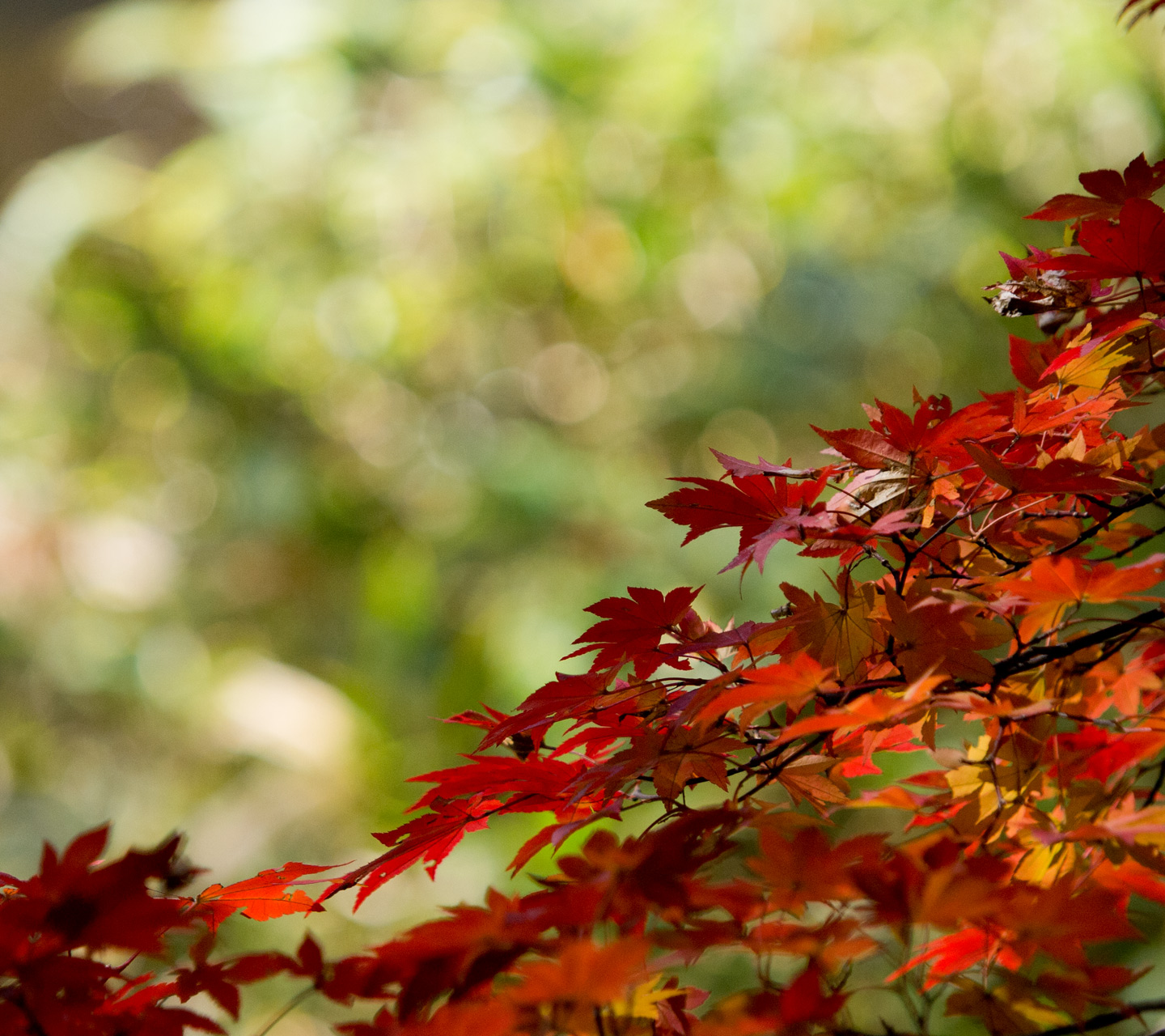 栃木の紅葉　紅葉　スマートフォン壁紙