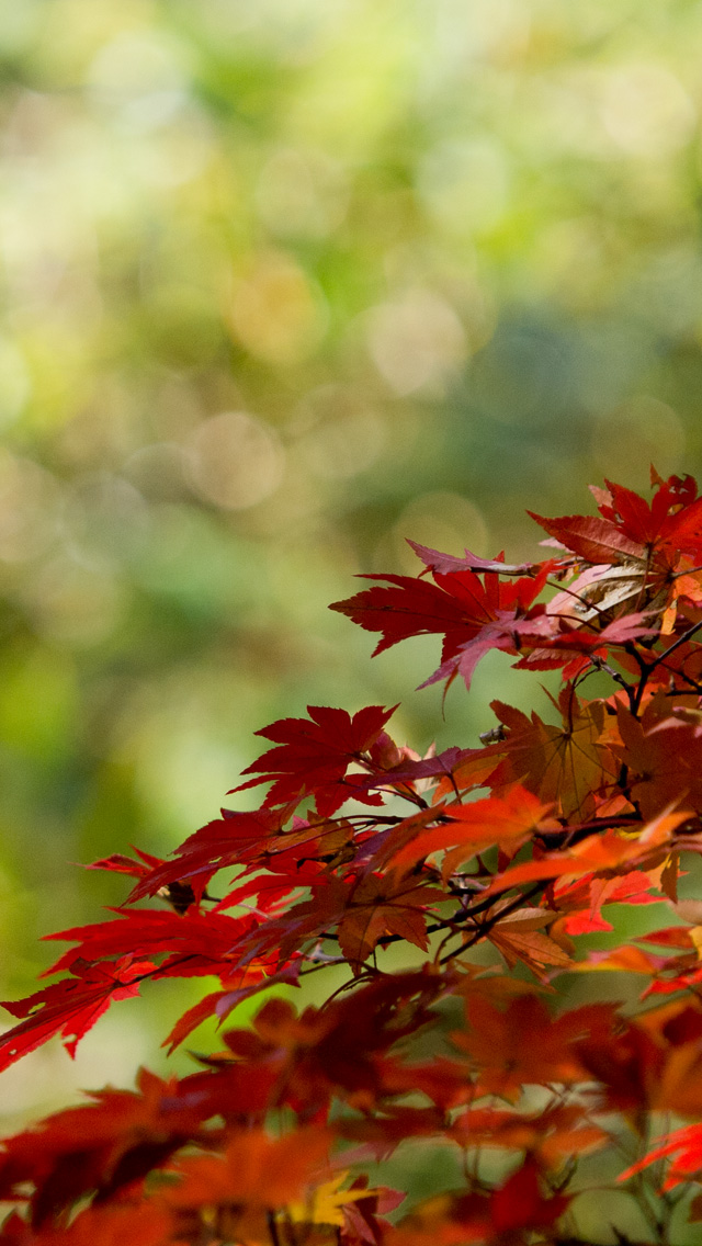 栃木の紅葉　紅葉　スマートフォン壁紙