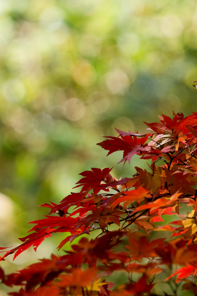 栃木の紅葉　紅葉　スマートフォン壁紙