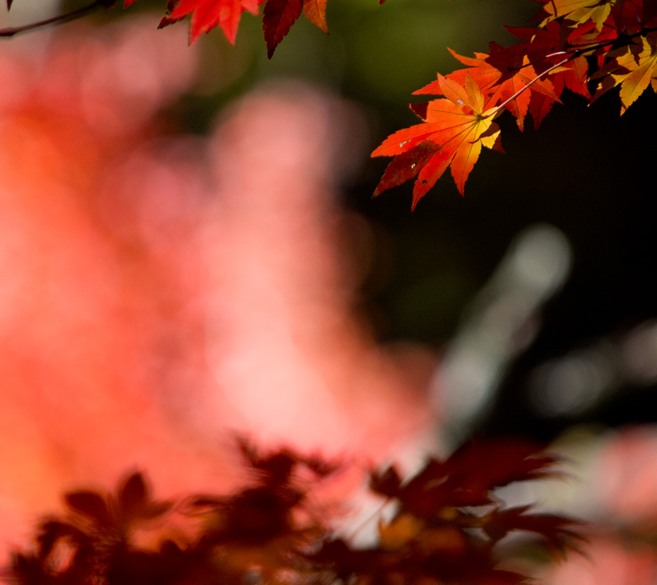 赤・黄のシンプル紅葉　シンプル・秋　スマートフォン壁紙