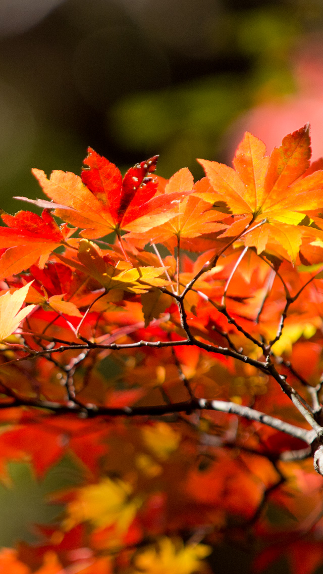 日光の紅葉　紅葉　スマートフォン壁紙