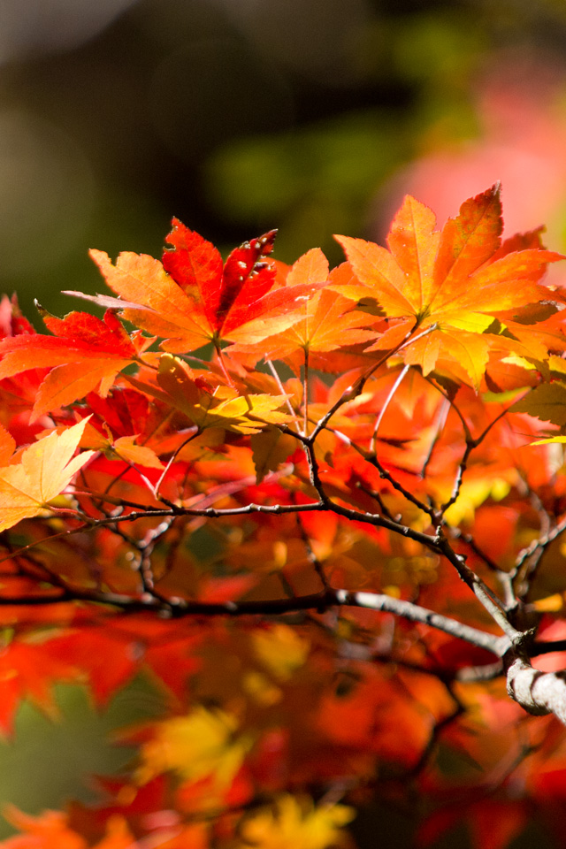 日光の紅葉　紅葉　スマートフォン壁紙