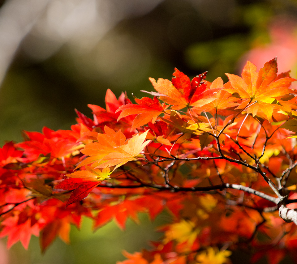 日光の紅葉　紅葉　スマートフォン壁紙