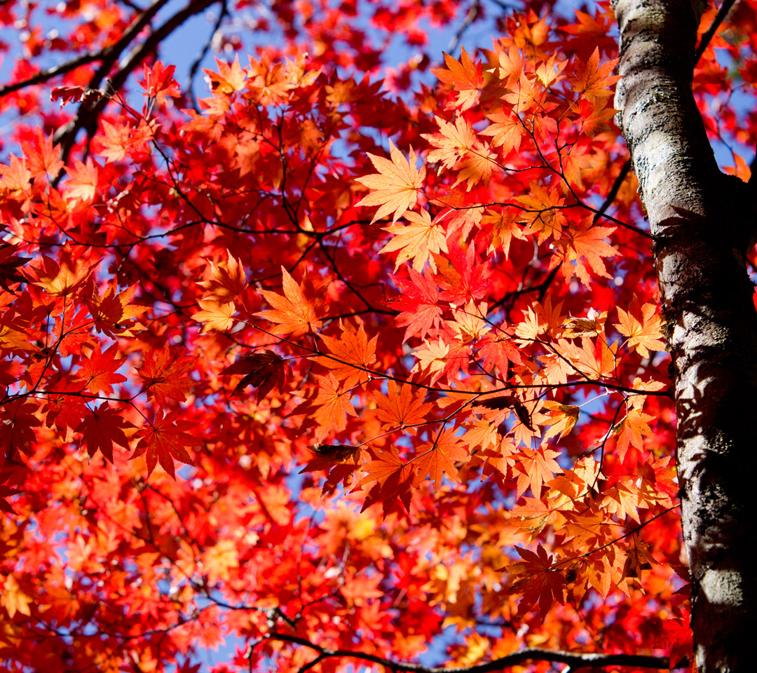 燃えるような紅葉　紅葉　スマートフォン壁紙