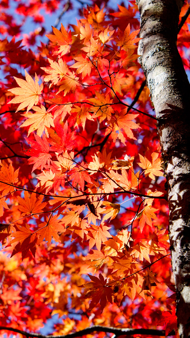 燃えるような紅葉　紅葉　スマートフォン壁紙