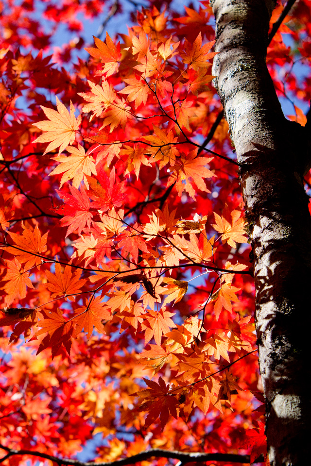 燃えるような紅葉　紅葉　スマートフォン壁紙