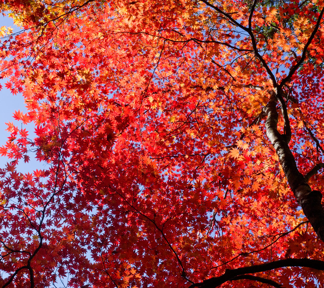 真っ赤な紅葉　紅葉　スマートフォン壁紙