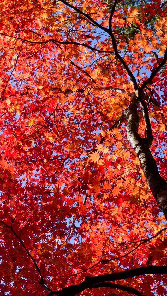 真っ赤な紅葉　紅葉　スマートフォン壁紙