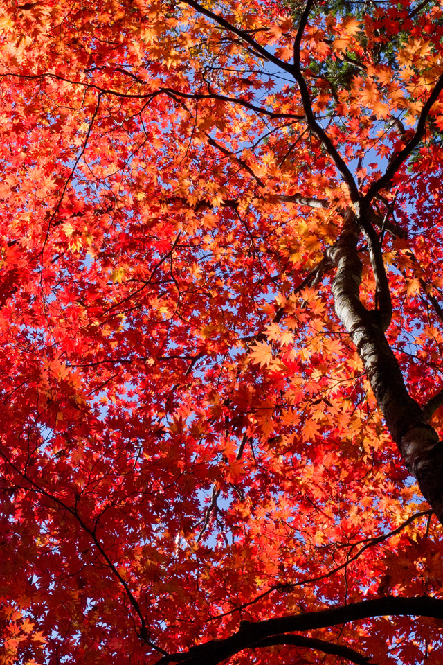 真っ赤な紅葉　紅葉　スマートフォン壁紙