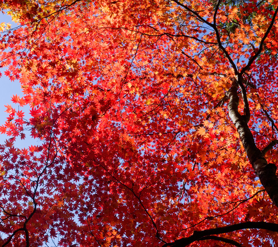 真っ赤な紅葉　紅葉　スマートフォン壁紙