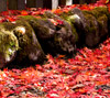 真っ赤な紅葉の落ち葉　秋の景色のスマートフォン壁紙