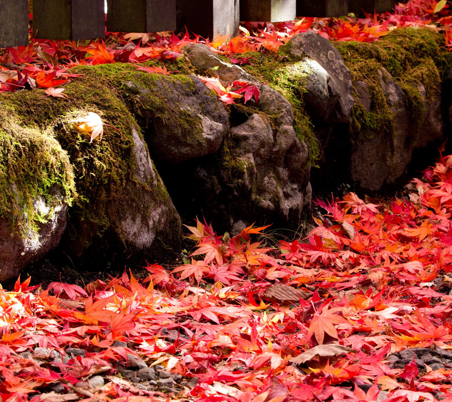 真っ赤な紅葉の落ち葉　秋の景色　スマートフォン壁紙