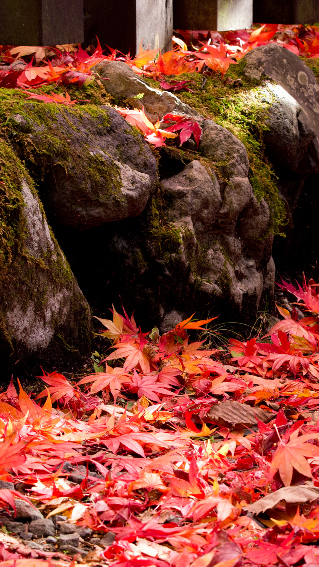 真っ赤な紅葉の落ち葉　秋の景色　スマートフォン壁紙