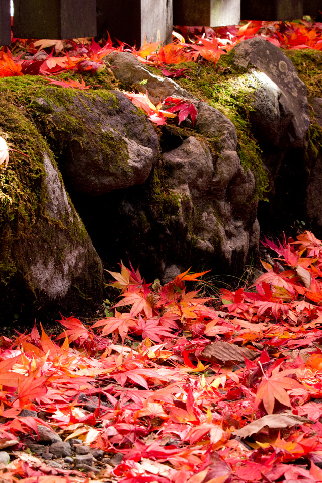 真っ赤な紅葉の落ち葉　秋の景色　スマートフォン壁紙