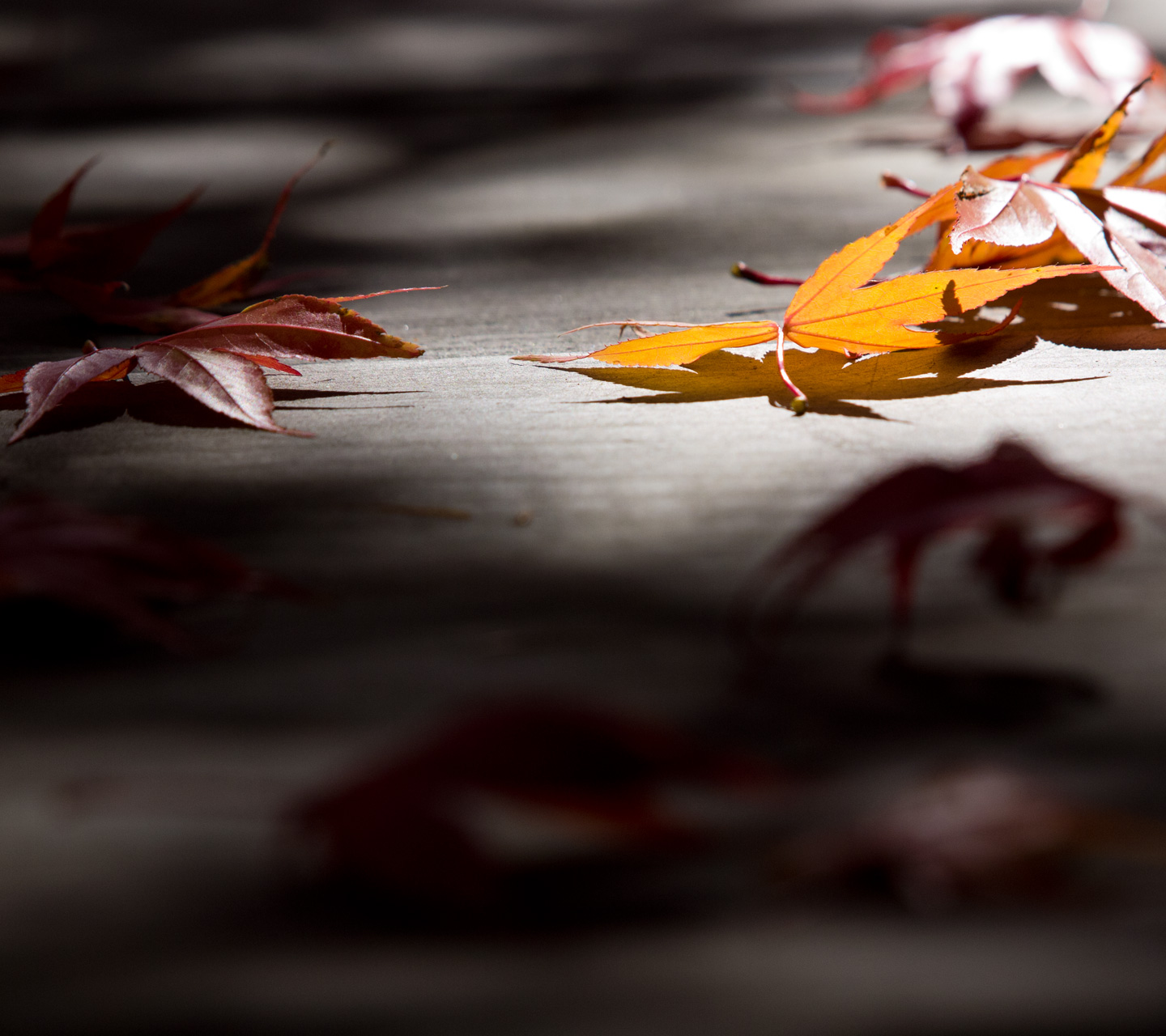 落ち葉の紅葉　秋の景色　スマートフォン壁紙