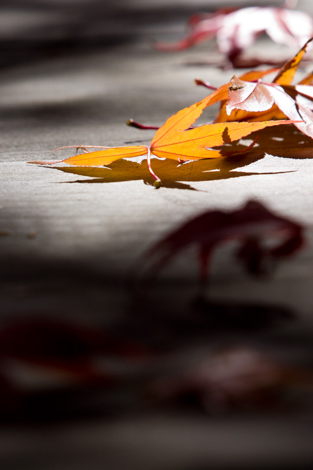 落ち葉の紅葉　秋の景色　スマートフォン壁紙