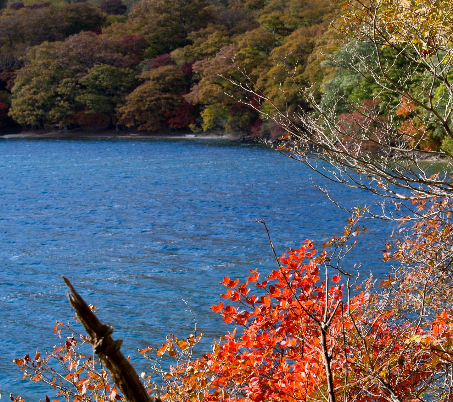 水際の紅葉　湖・川　スマートフォン壁紙