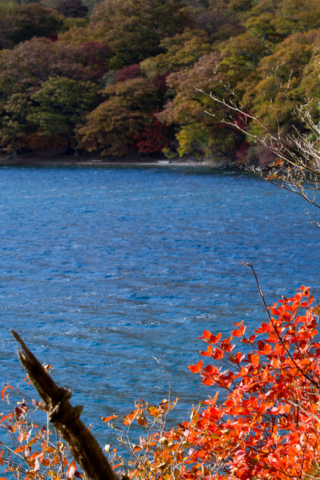 水際の紅葉　湖・川　スマートフォン壁紙