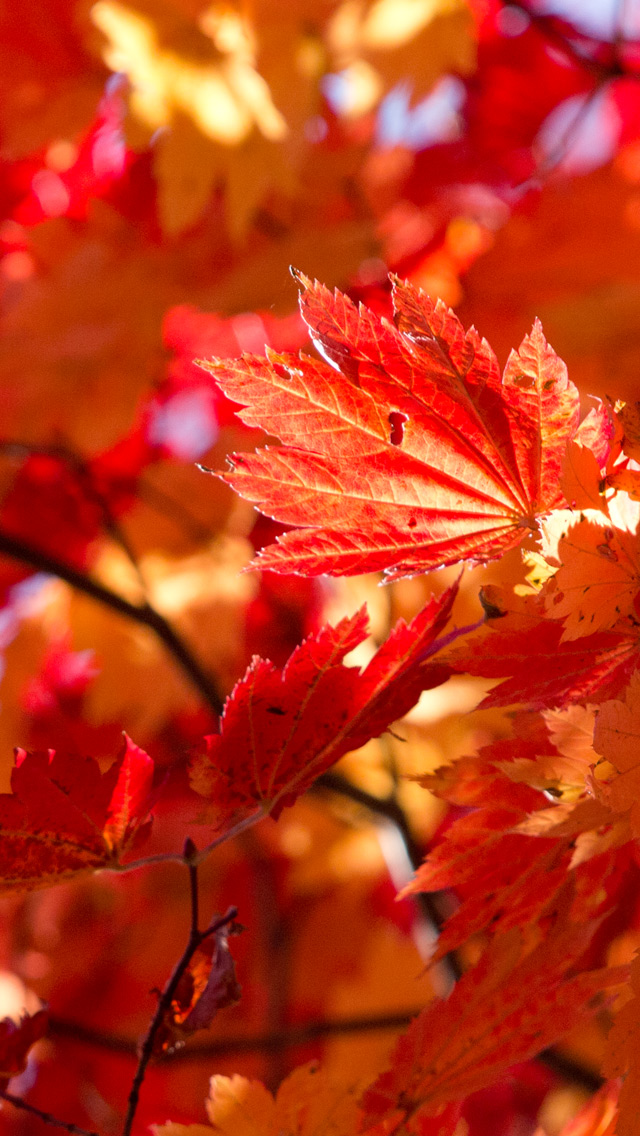 燃える赤の紅葉　シンプル・秋　スマートフォン壁紙