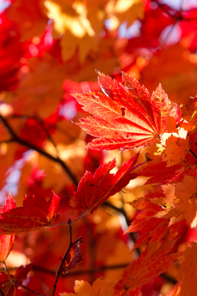 燃える赤の紅葉　シンプル・秋　スマートフォン壁紙