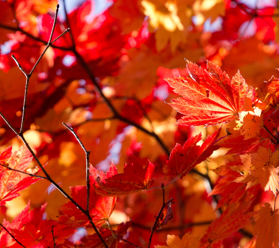 燃える赤の紅葉　シンプル・秋　スマートフォン壁紙