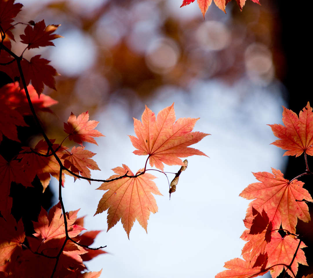 紅葉のもみじと種　紅葉　スマートフォン壁紙