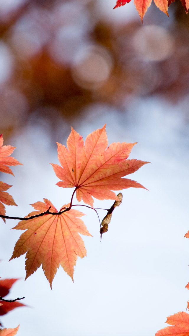 紅葉のもみじと種　紅葉　スマートフォン壁紙