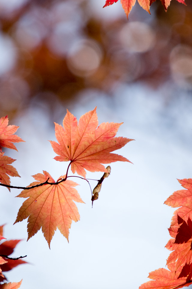 紅葉のもみじと種　紅葉　スマートフォン壁紙