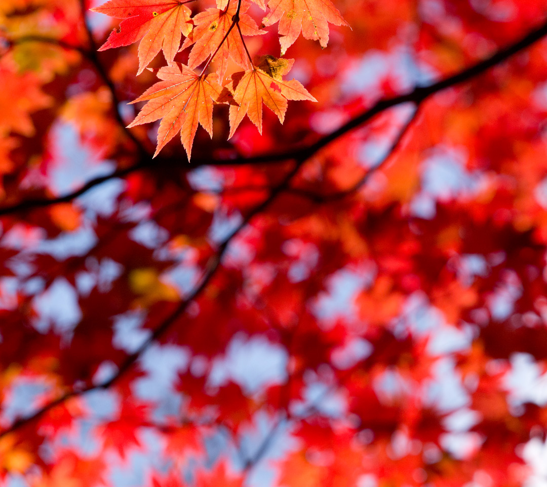 赤いもみじ　紅葉　スマートフォン壁紙