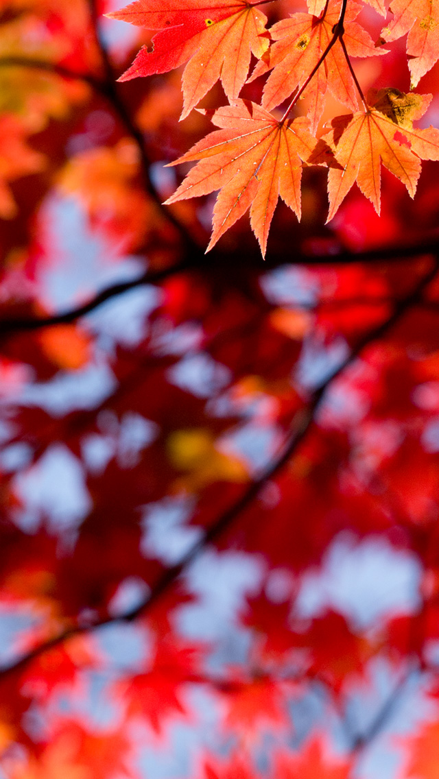 赤いもみじ　紅葉　スマートフォン壁紙