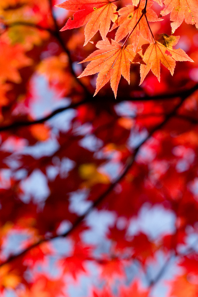 赤いもみじ　紅葉　スマートフォン壁紙