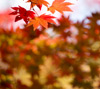 彩りの紅葉　シンプル・秋のスマートフォン壁紙