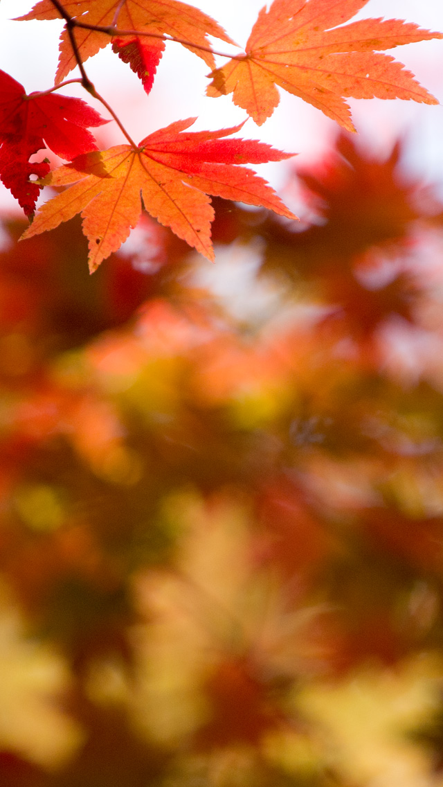 彩りの紅葉　シンプル・秋　スマートフォン壁紙