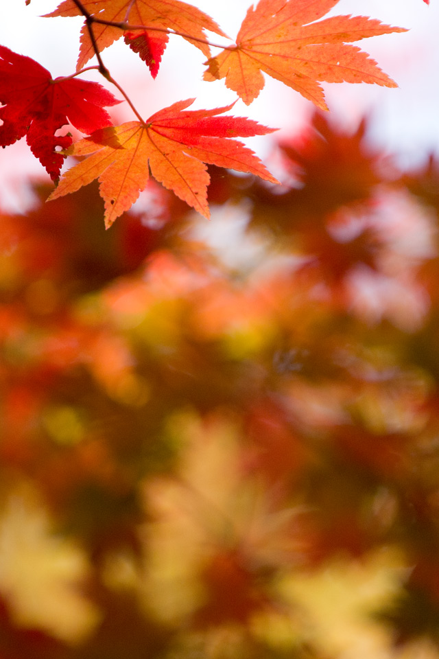 彩りの紅葉　シンプル・秋　スマートフォン壁紙