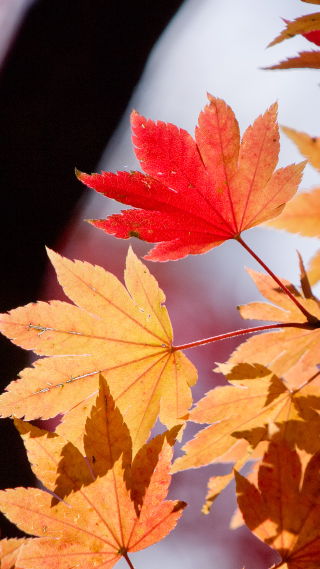 カエデの紅葉　紅葉　スマートフォン壁紙