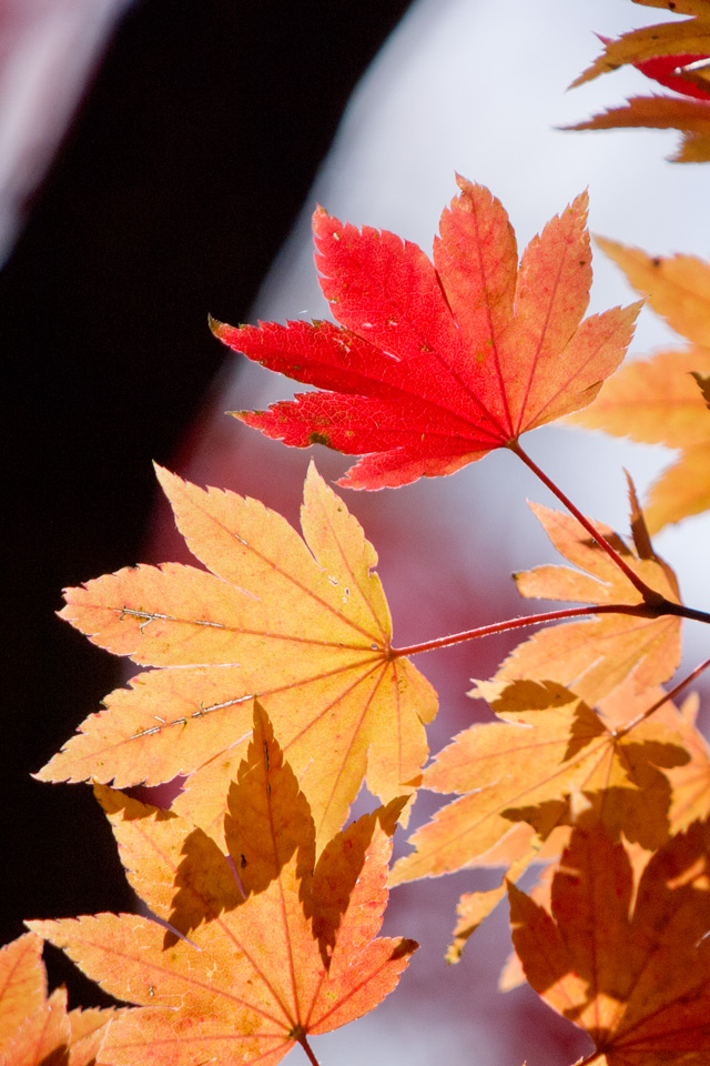 カエデの紅葉　紅葉　スマートフォン壁紙