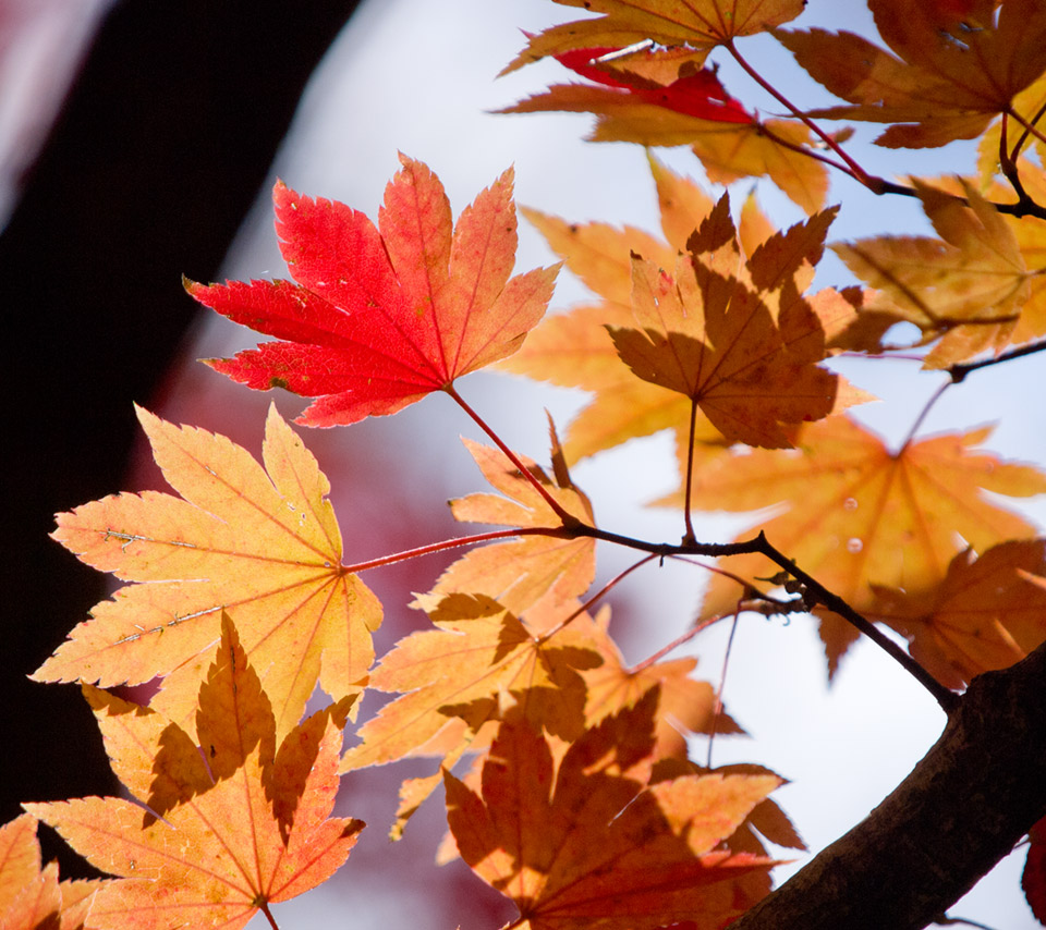 カエデの紅葉　紅葉　スマートフォン壁紙