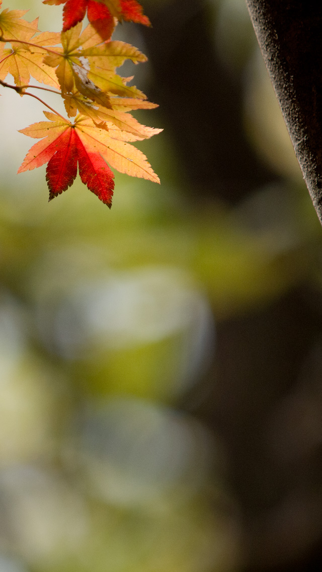 赤と黄の紅葉　紅葉　スマートフォン壁紙