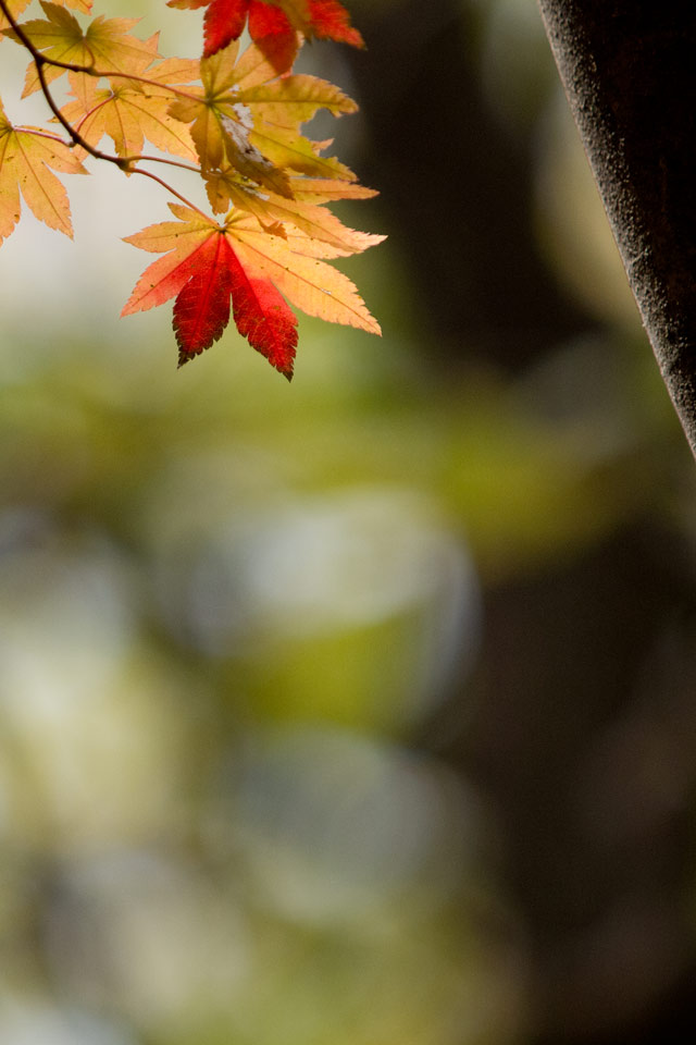 赤と黄の紅葉　紅葉　スマートフォン壁紙