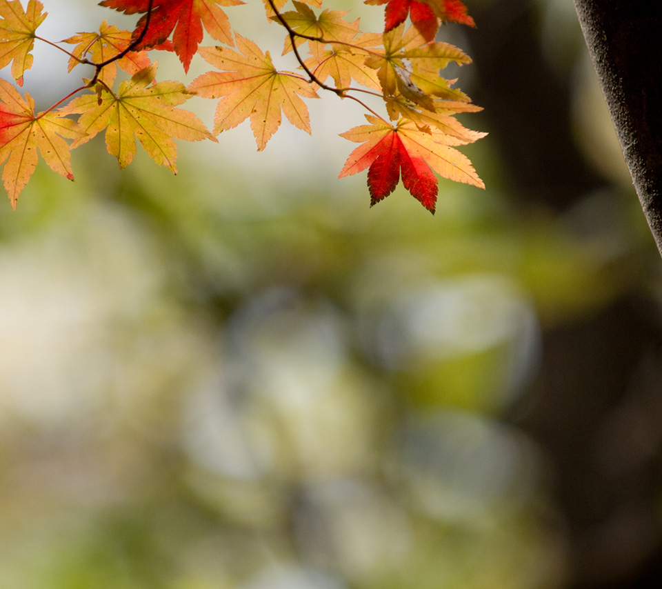 赤と黄の紅葉　紅葉　スマートフォン壁紙