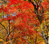 中善寺湖畔の真っ赤な紅葉　紅葉のスマホ待ち受け