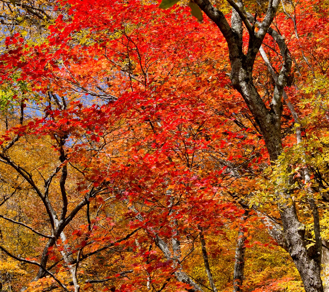 中善寺湖畔の真っ赤な紅葉　紅葉　スマートフォン壁紙