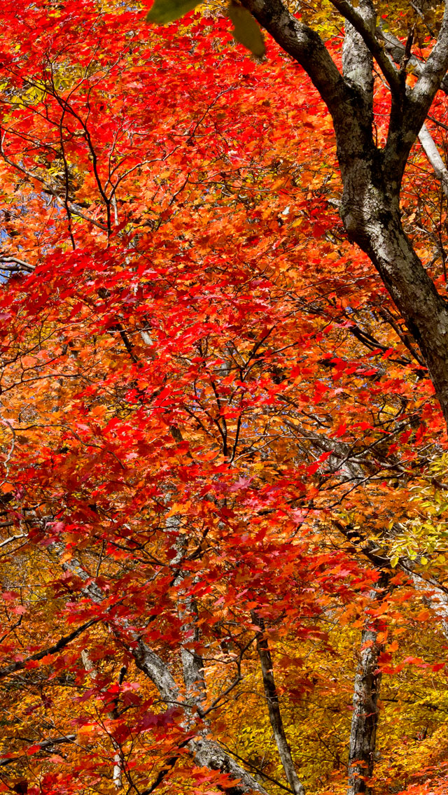 中善寺湖畔の真っ赤な紅葉　紅葉　スマートフォン壁紙