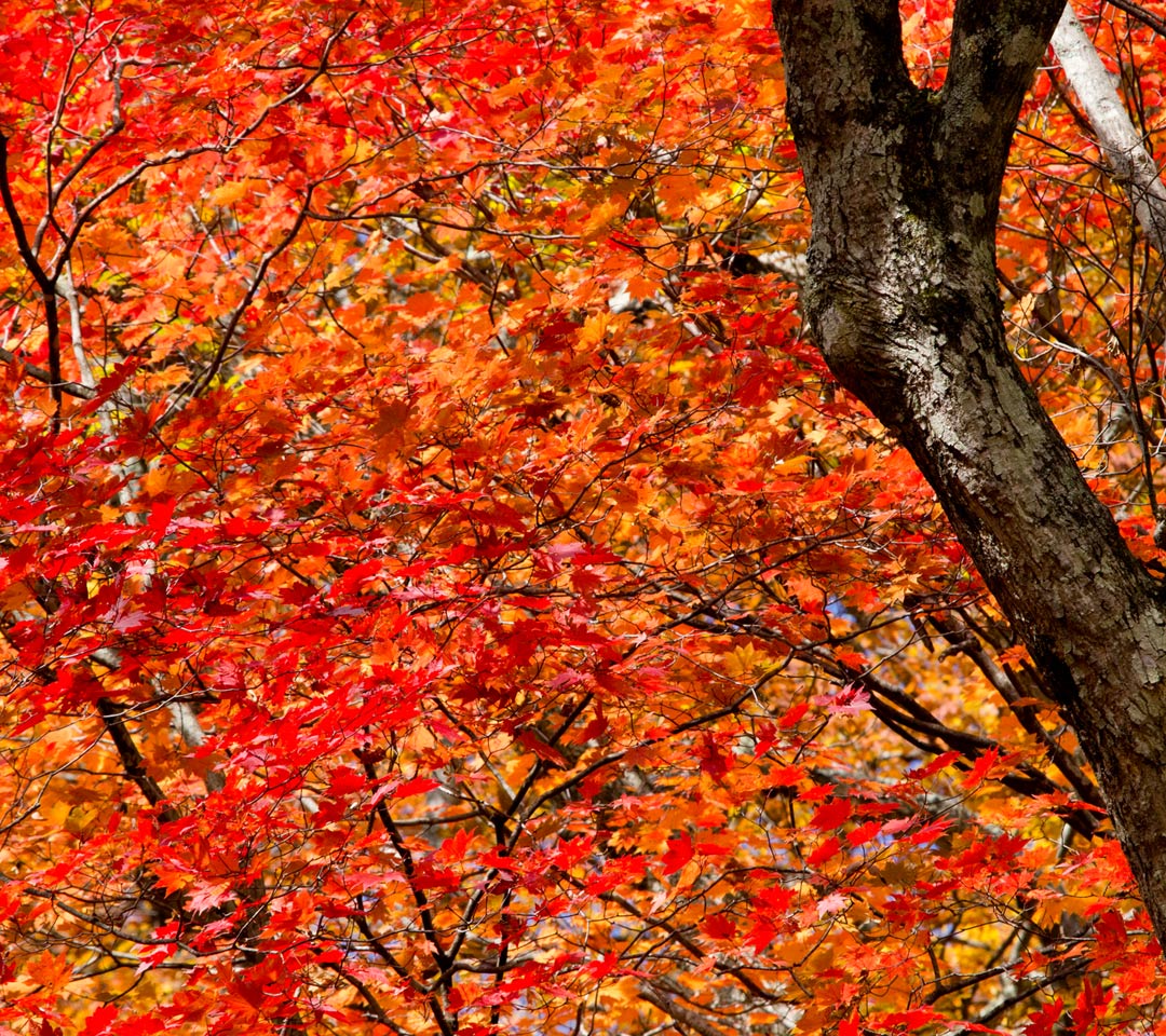 湖畔の真っ赤な紅葉　紅葉　スマートフォン壁紙