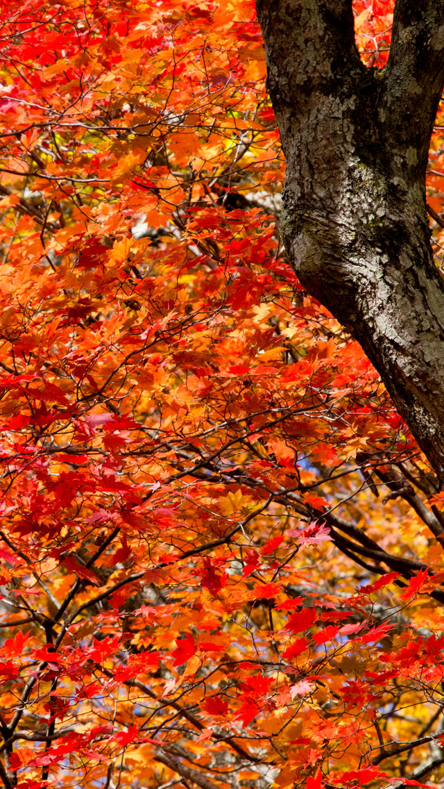 湖畔の真っ赤な紅葉　紅葉　スマートフォン壁紙