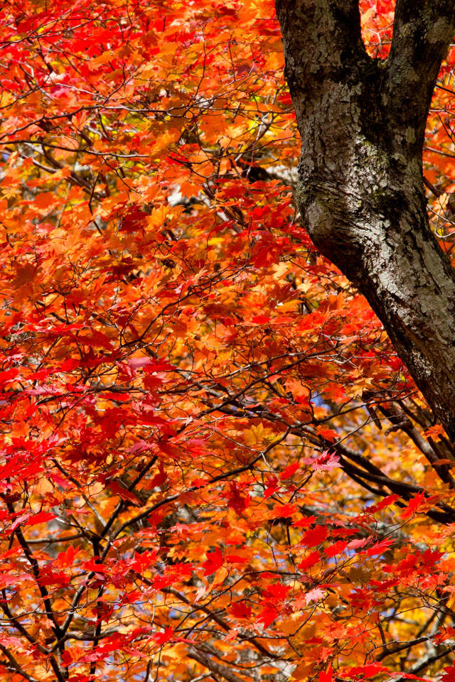 湖畔の真っ赤な紅葉　紅葉　スマートフォン壁紙