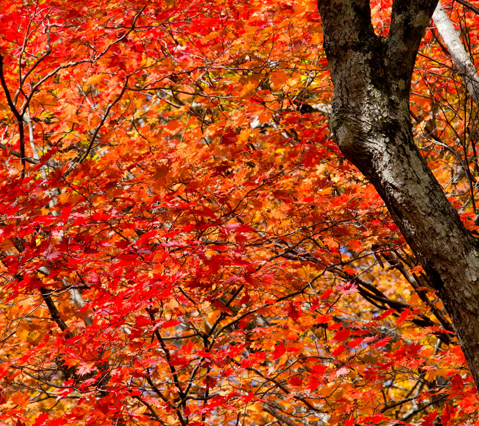 湖畔の真っ赤な紅葉　紅葉　スマートフォン壁紙