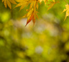 黄　紅葉　シンプル・秋のスマートフォン壁紙